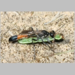 Ammophila sabulosa - Sandwespe 00-w06b 18mm mit Spanner-Raupe - Macaria sp.jpg